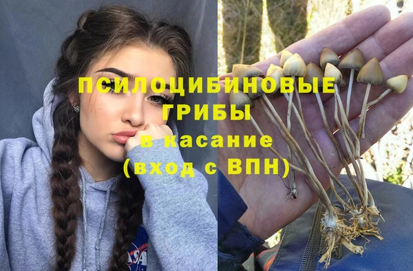 прущие грибы Баксан